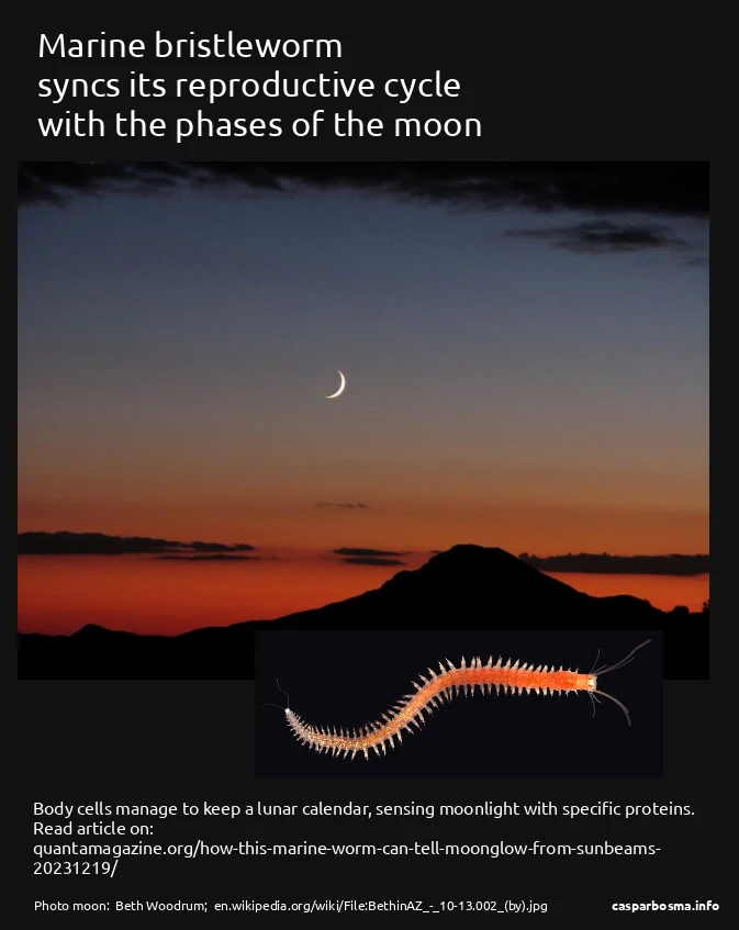 Marine bristleworm syncs its reproductive cycle with the phases of the moon, graphics Caspar Bosma